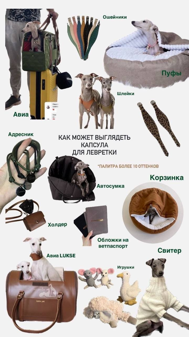 Итоги января. Профессиональный питомник левреток РКФ/FCI ASTI SAPPHIRE 💎 Сочи|Санкт-Петербург