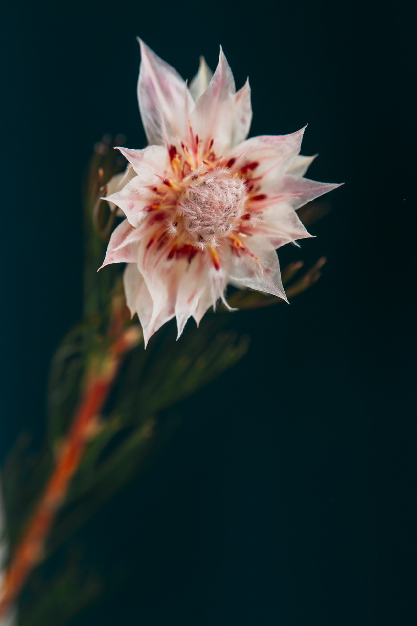 Цветы и аксессуары. Семейный и свадебный фотограф в Нижнем Новгороде