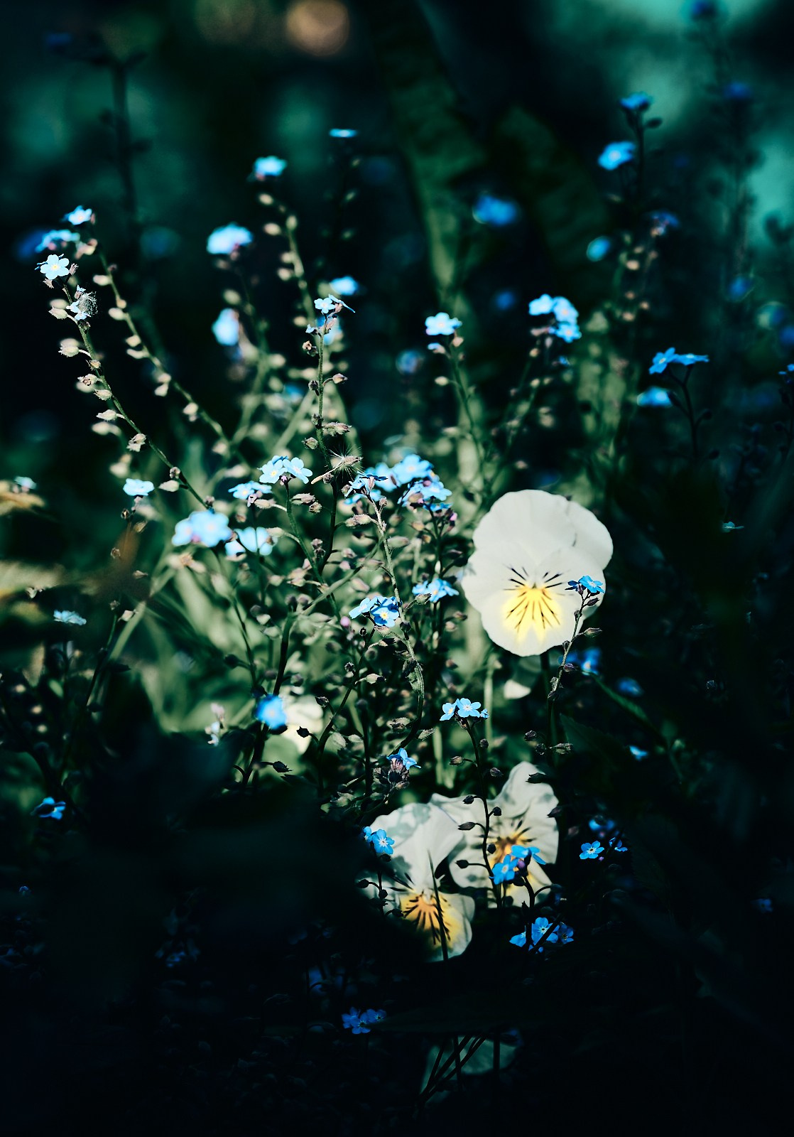 Ботаника. Фотограф Дмитрий Логинов