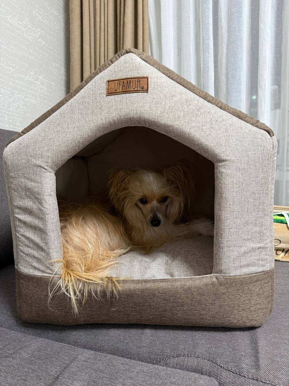 Poale Ell Veles. Poale Ell Chinese Crested Dog Kennel: Buy a puppy from the kennel