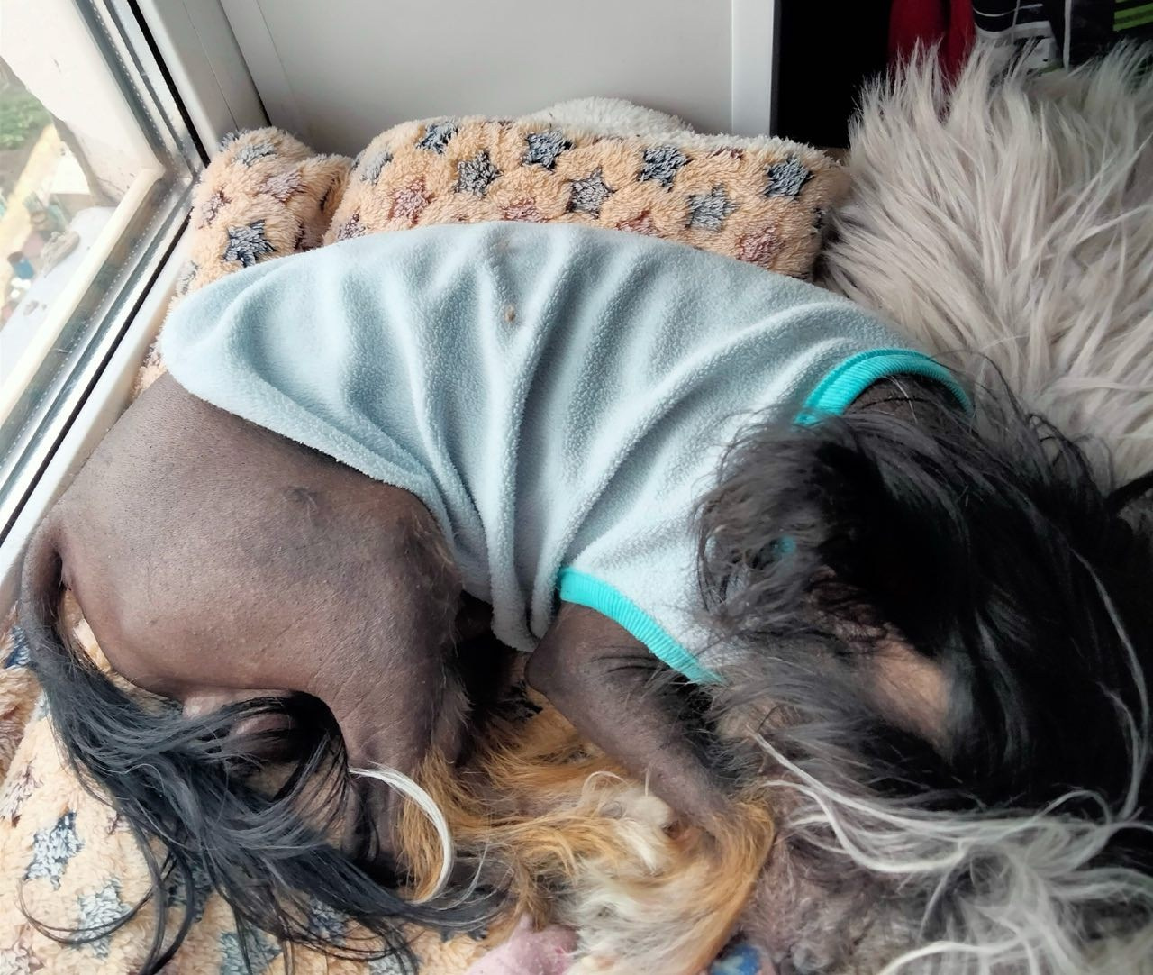 Vinsent loves to rest on the windowsill and look out the window.