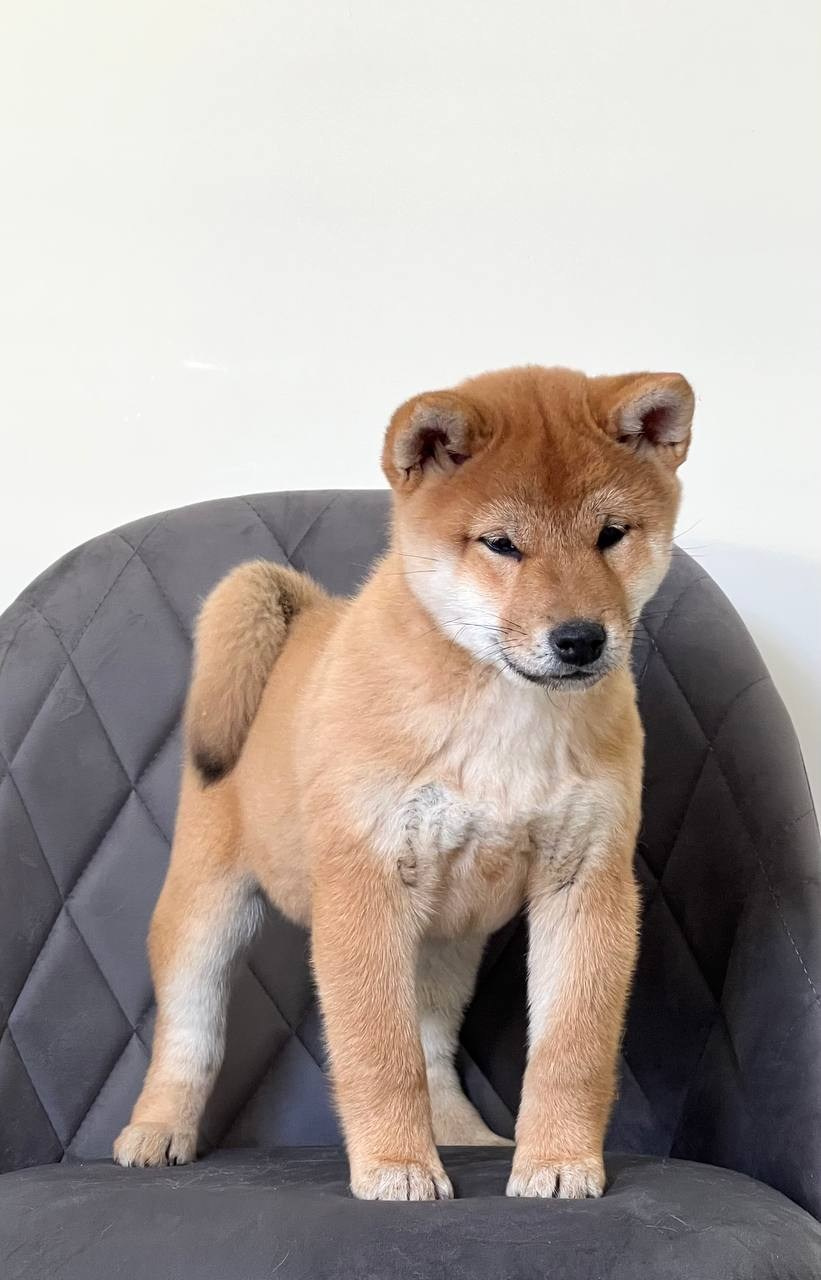 Сиба Rubylight Zoe питомник Рубилайт 