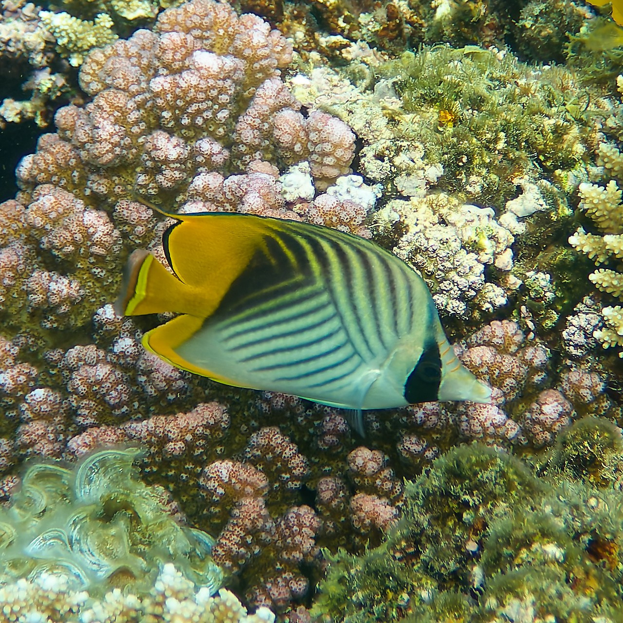 Мне посмотреть. Рыбов показываю