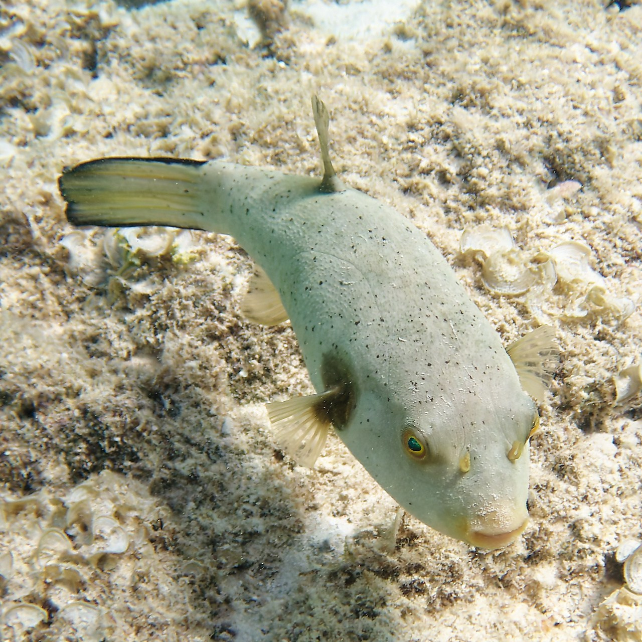 Мне посмотреть. Рыбов показываю