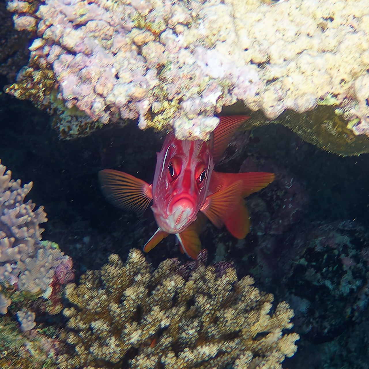 Мне посмотреть. Рыбов показываю