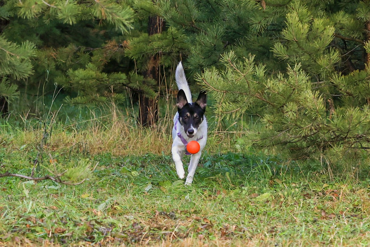Прогулка Насти и Лилу!. Фотограф 📸 семейный, предметный, репортажный