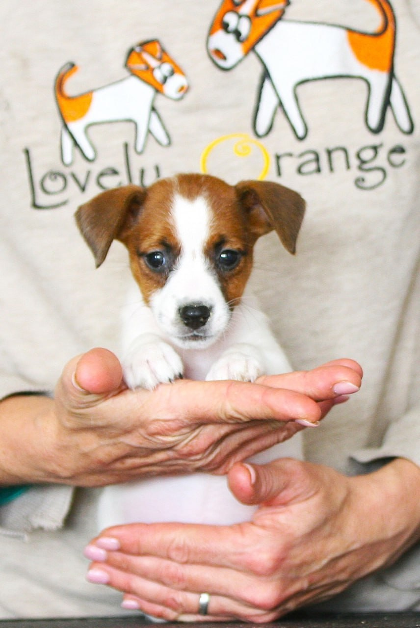 Сука 2. Lovely Orange kennel Jack Russell Terrier FCI/RKF