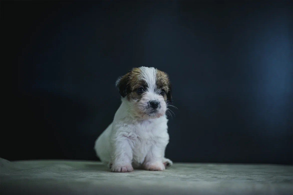 Сука 3. Lovely-Orange питомник джек рассел терьеров