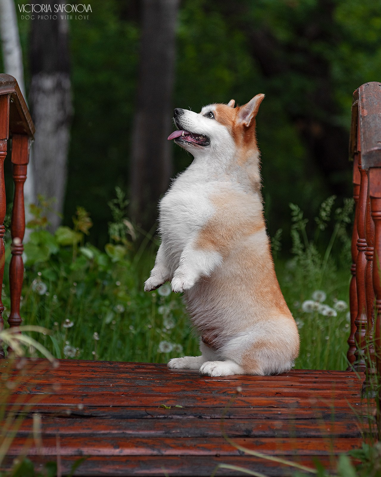 Локи 08.06.2023. Фотограф анималист Благовещенск. Сафонова Виктория
