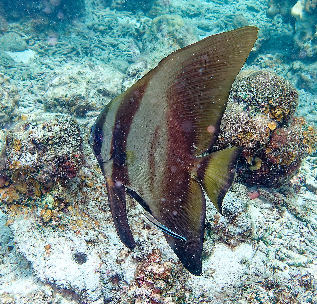Мне посмотреть. Рыбов показываю