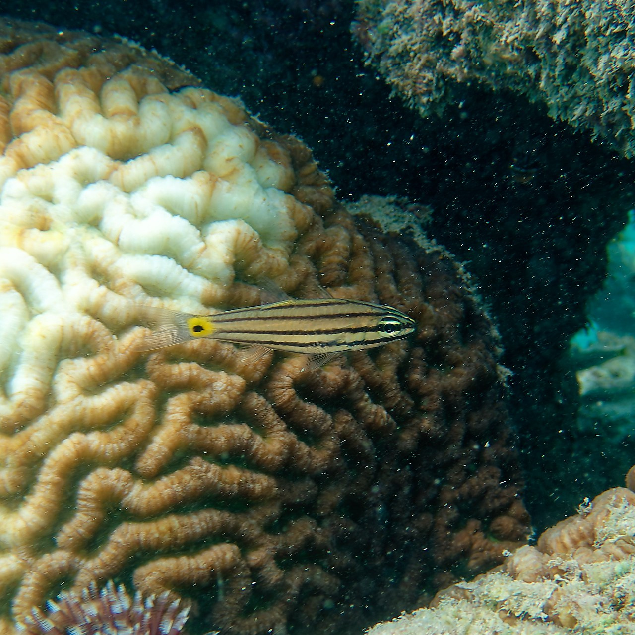Мне посмотреть. Рыбов показываю