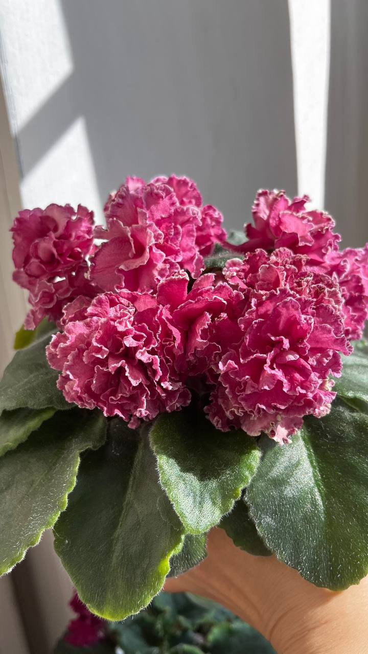 АВ Красная роза