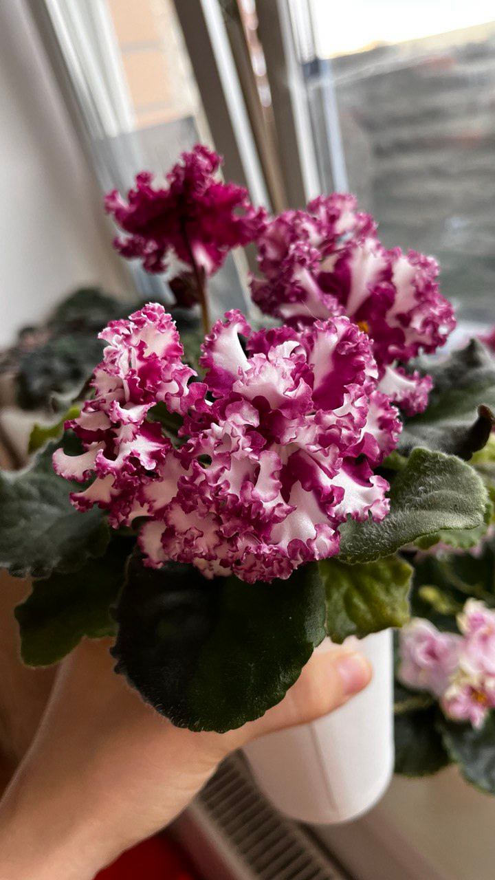 ЛЕ Взбитые сливки спорт Красно белый