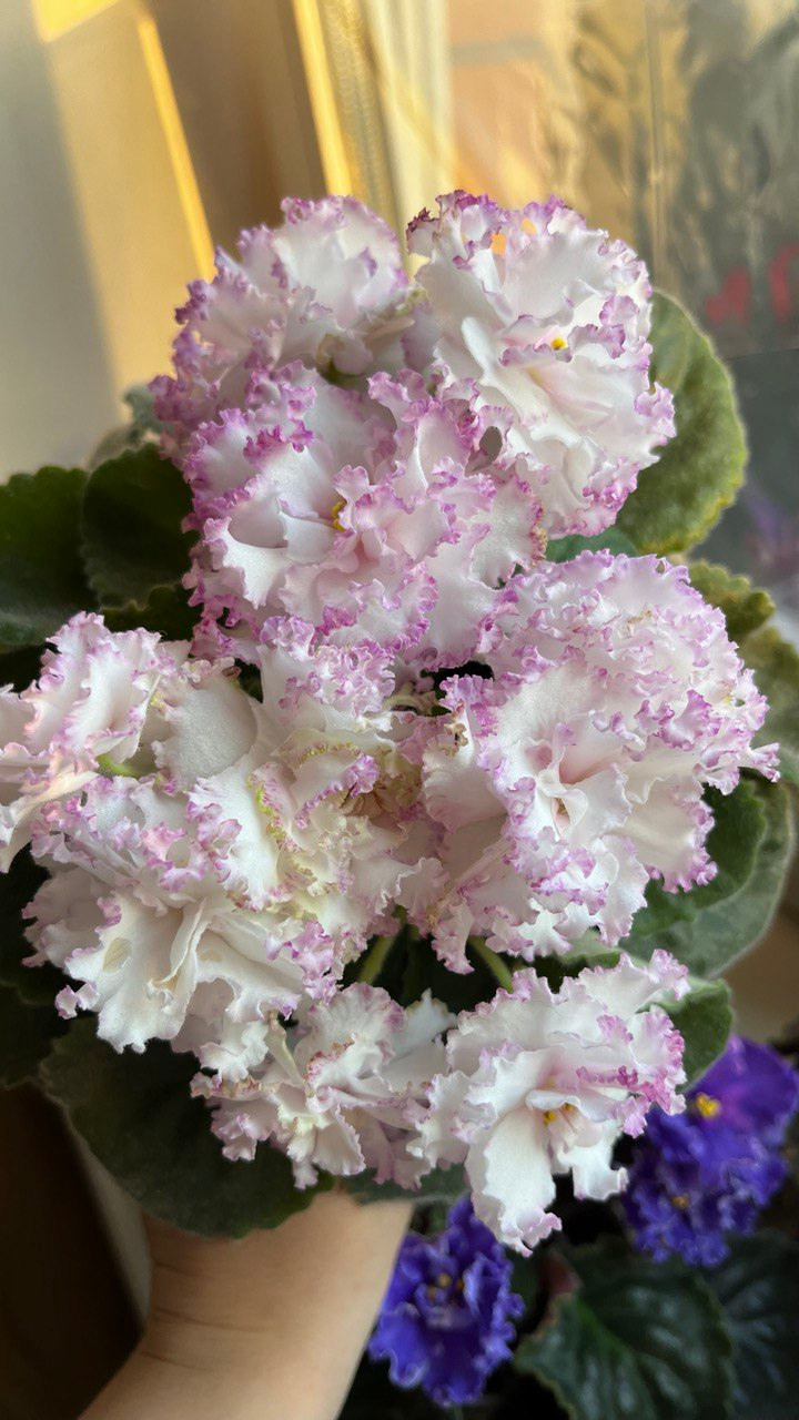 сеянец бело розовый