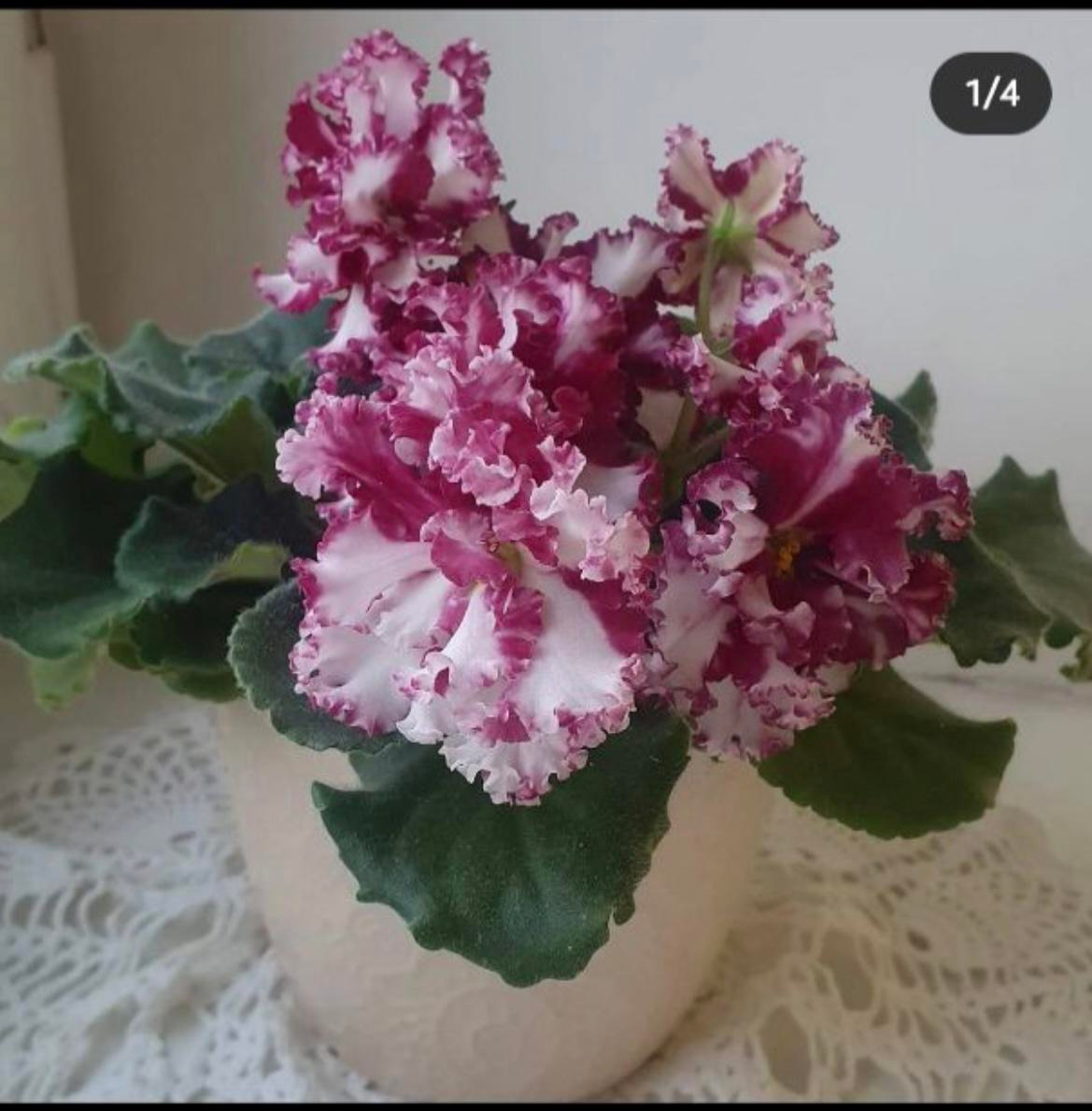 ЛЕ Взбитые сливки спорт красно белый