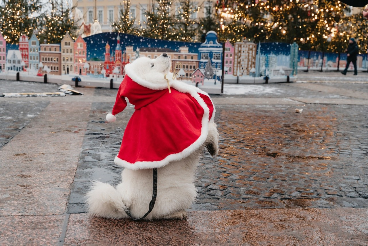 Новогодние фотосессии. Питерский фотограф Светлана Ковалева