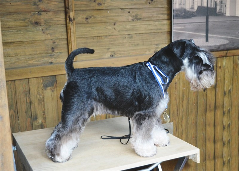 Питомник Делинсо Бэлэнс, щенки цвергшнауцера, купить щенка цвергшнауцера, питомник цвергшнауцеров, кобель цвергшнауцера для вязки, щенок цвергшнауцера, питомник цвергшнауцеров, черный с серебром, цверг, лучший питомник в беларуси, питомник цвергшнауцеров минск