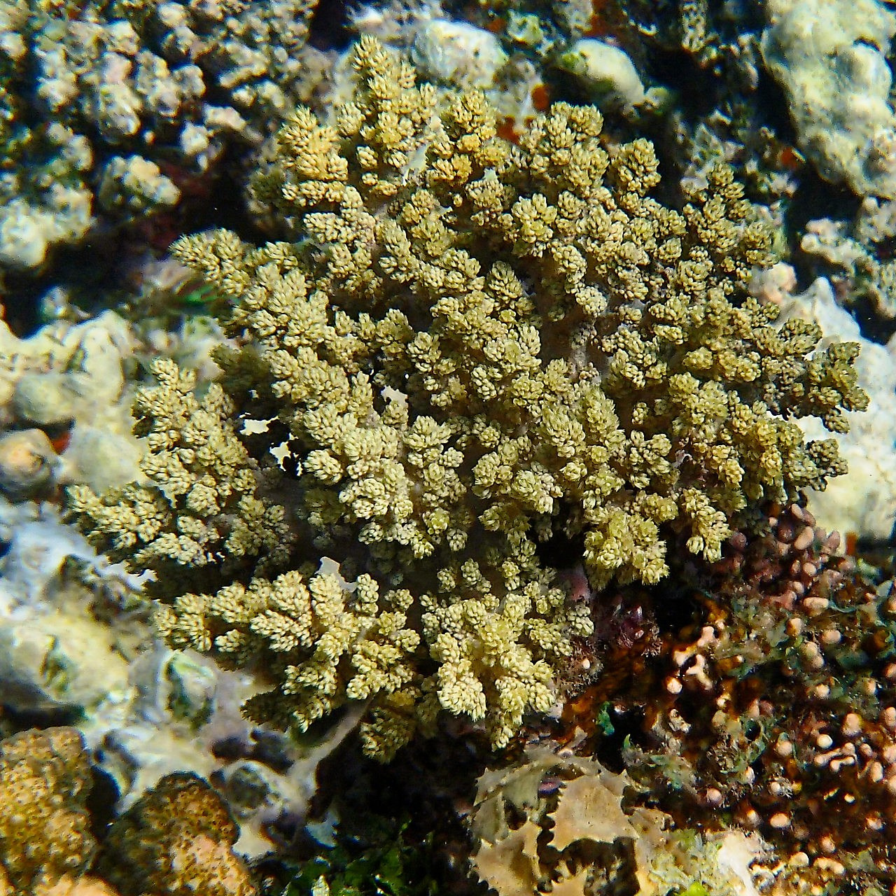 Мне посмотреть. Рыбов показываю