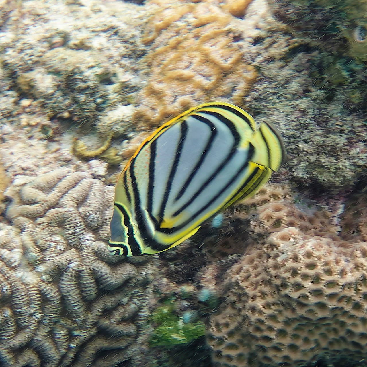 Мне посмотреть. Рыбов показываю