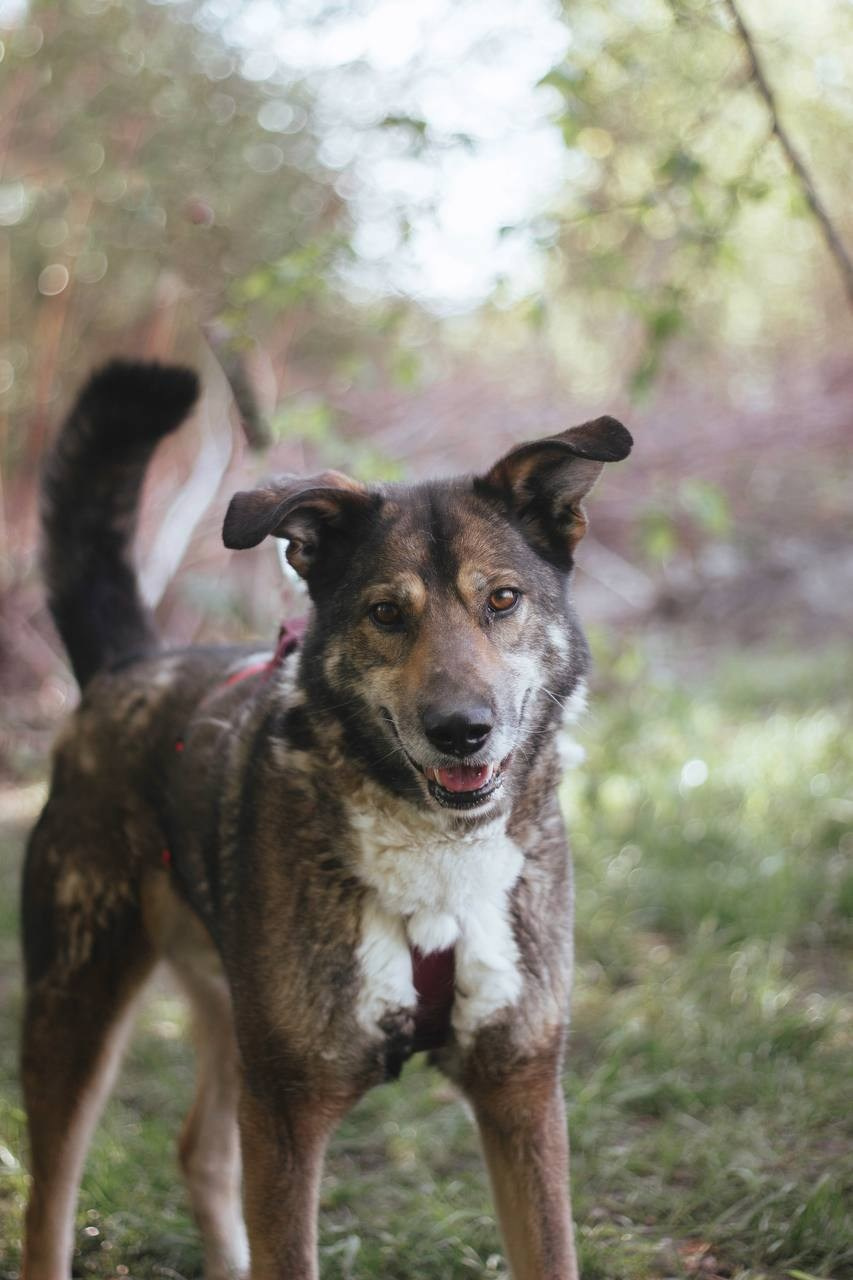 Ищут дом. Забери домой друга