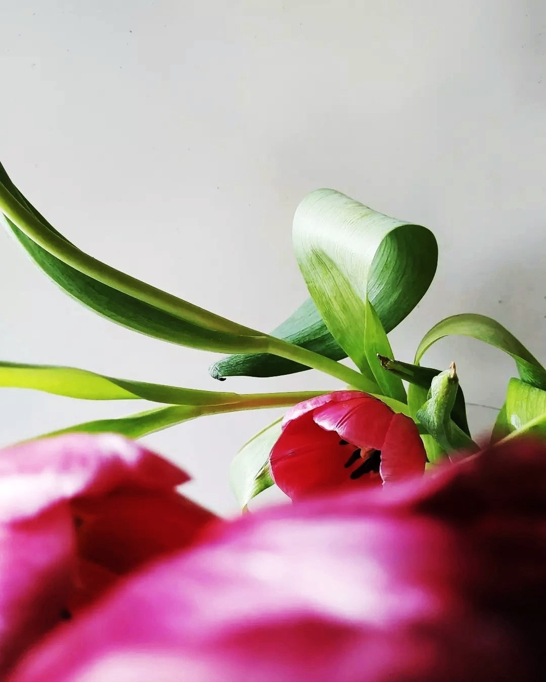 Натюрморт. Настасья Проценко. Фотограф