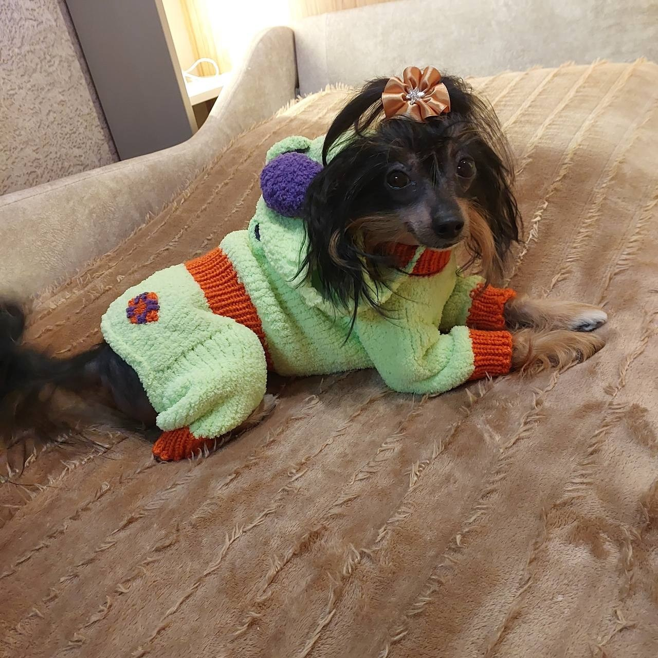 Our fashionista Vikusya. Chinese Crested Dog Kennel Poale Ell