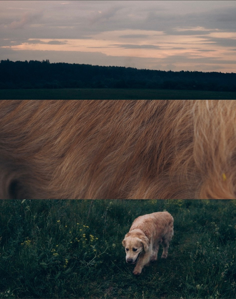 Кристина, Александр, Каролина, Владлен и Космос. Фотограф анималист в Москве и Санкт-Петербурге Свиридова Анна