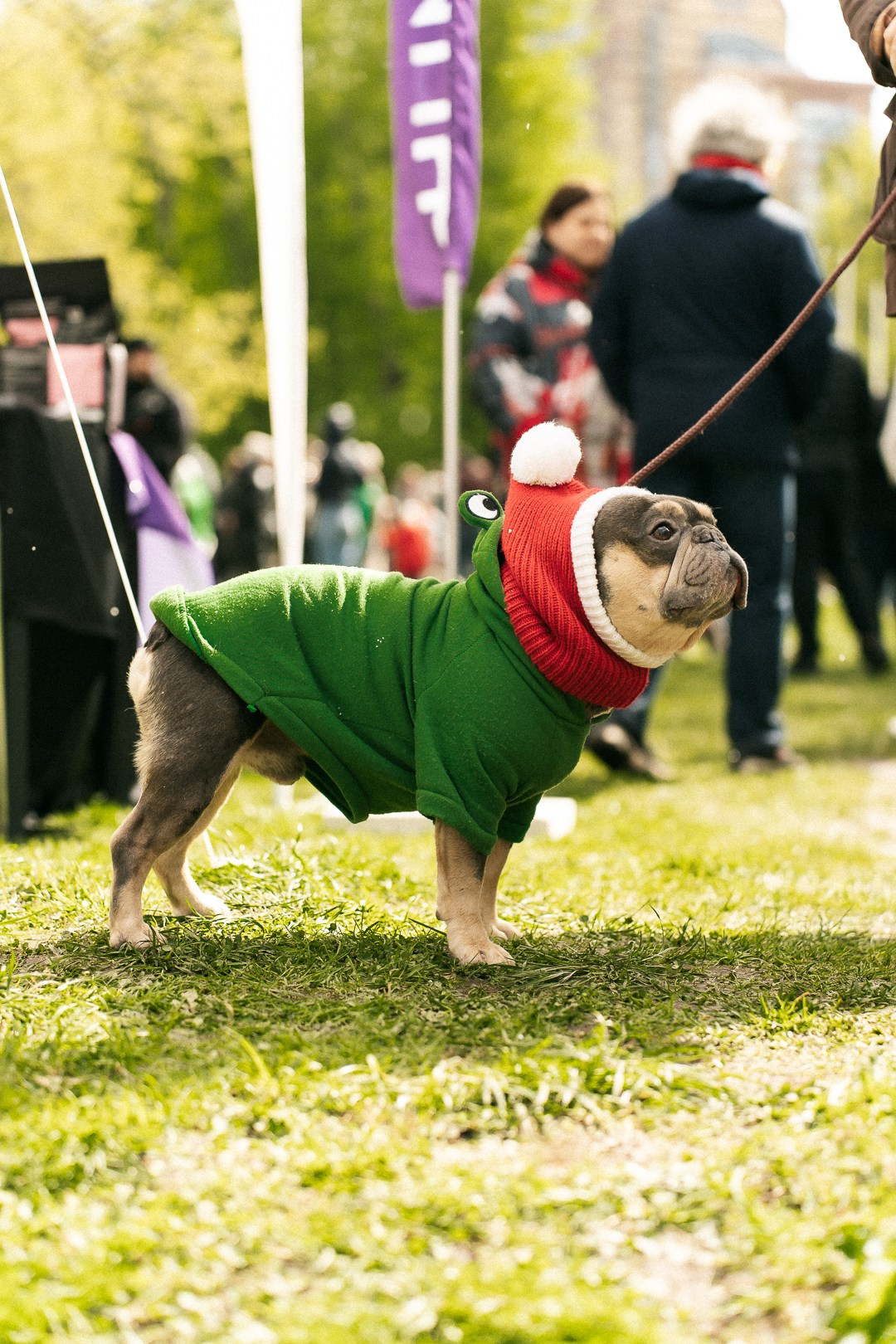 Парад Бульдогов. Axenov_eugene