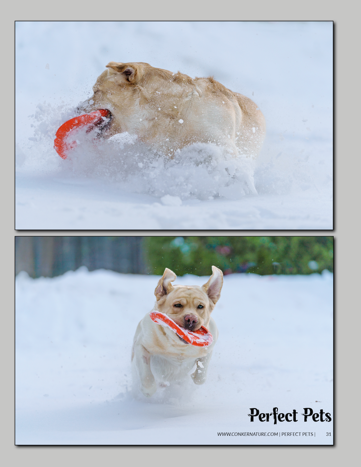 Фотограф анималист в Санкт-Петербурге Владимир Лиепин