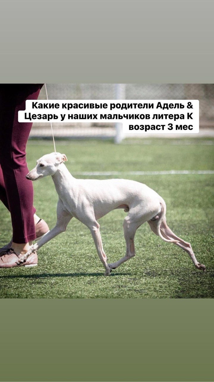 Casper boss & Clyde & Klaus. Профессиональный питомник левреток РКФ/FCI ASTI SAPPHIRE 💎 Сочи|Санкт-Петербург