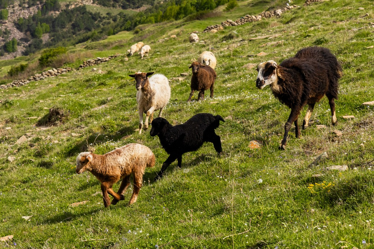 Животные. Photomantis