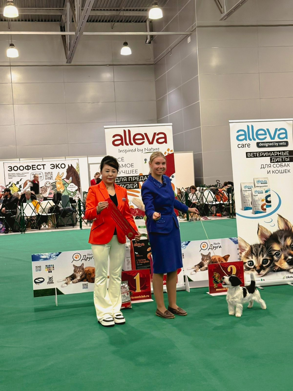 Джек рассел отзывы владельцев и покупателей щенков. CANE MAESTRO — kennel Jack Russell Terrier