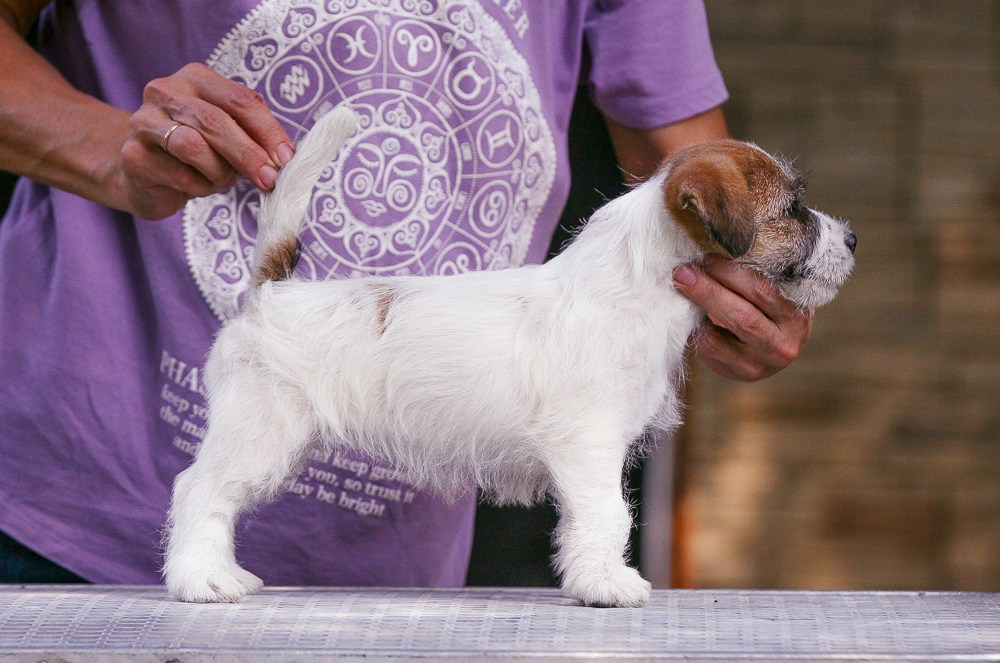CANE MAESTRO RENDEZVOUS. CANE MAESTRO — kennel Jack Russell Terrier