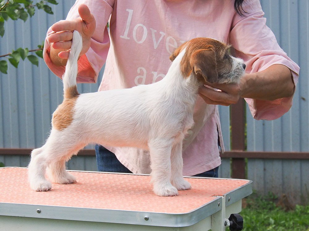 CANE MAESTRO SAYONARA. CANE MAESTRO — kennel Jack Russell Terrier