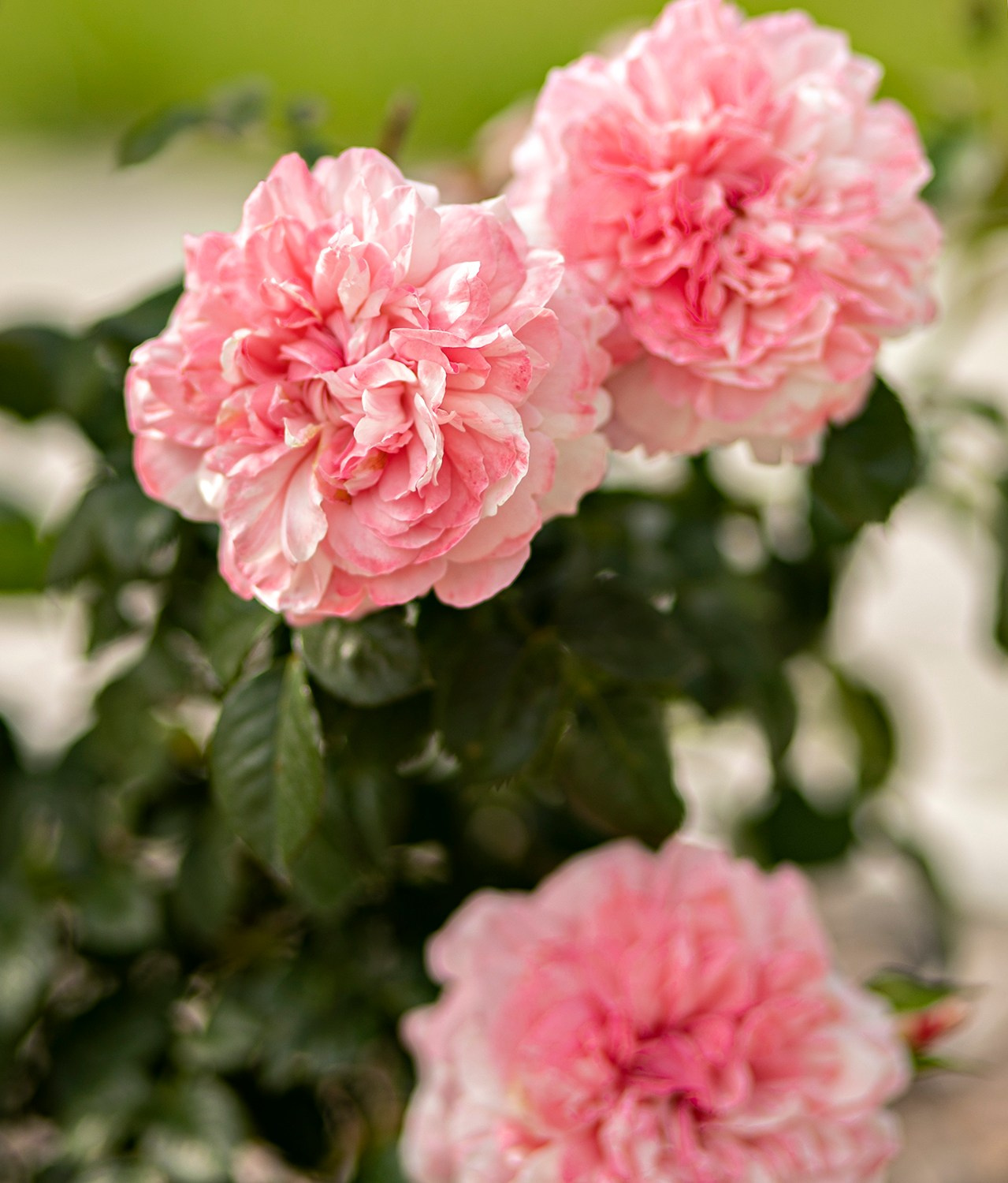 Парк-заповедник Купидон. Семейный фотограф в Димитровграде Елена Патрушева