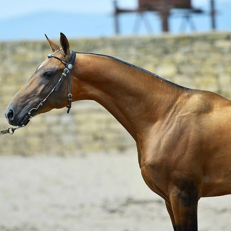 Бахрам-Даг. Продажа ахалтекинских и полукровных лошадей