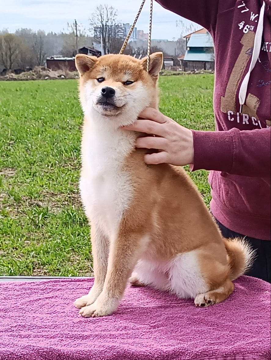 Rubylight Bella * Белла. Американская акита I Сиба ину I Питомник RUBYLIGHT