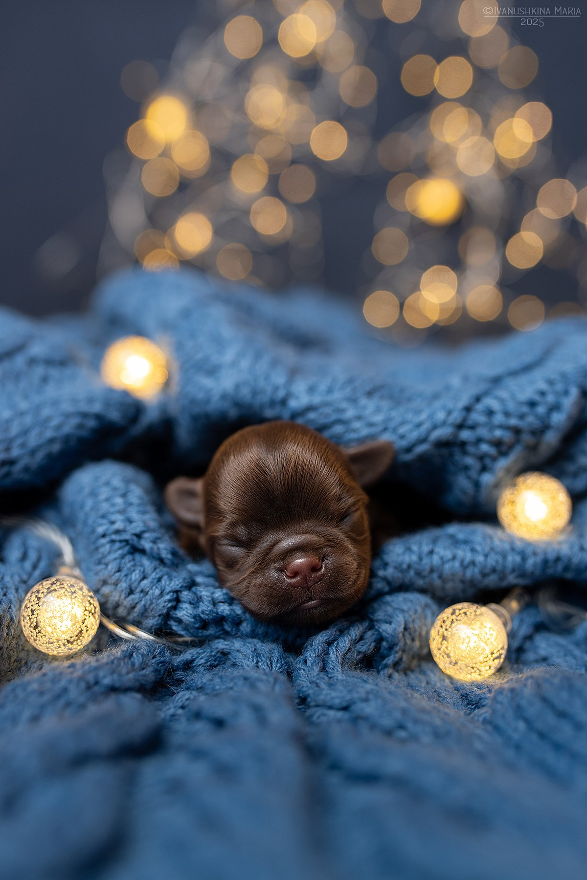 Ньюборн фотосессия щенков. Фотограф собак в Москве и Московской области Иванушкина Мария