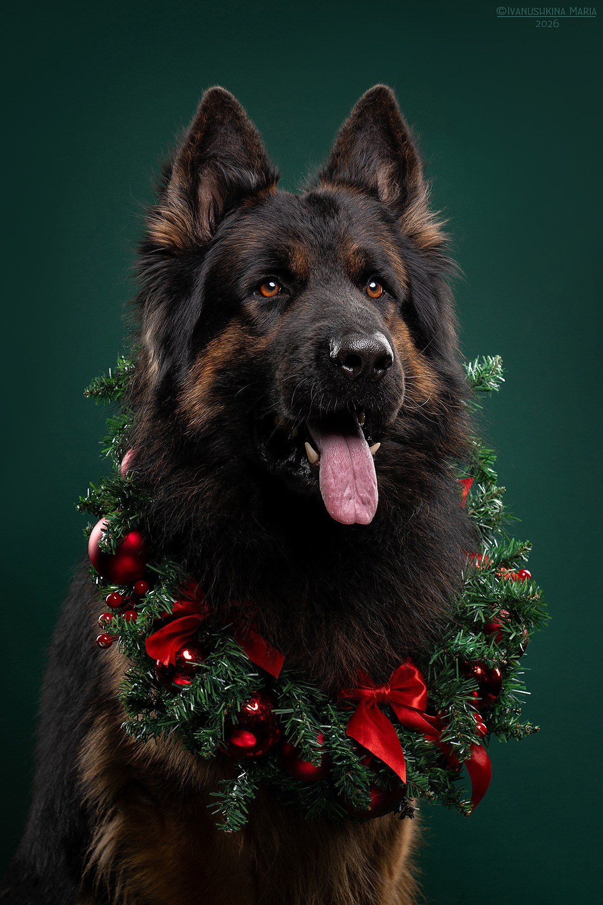 Фотосессия собаки в студии. Фотограф собак в Москве и Московской области Иванушкина Мария