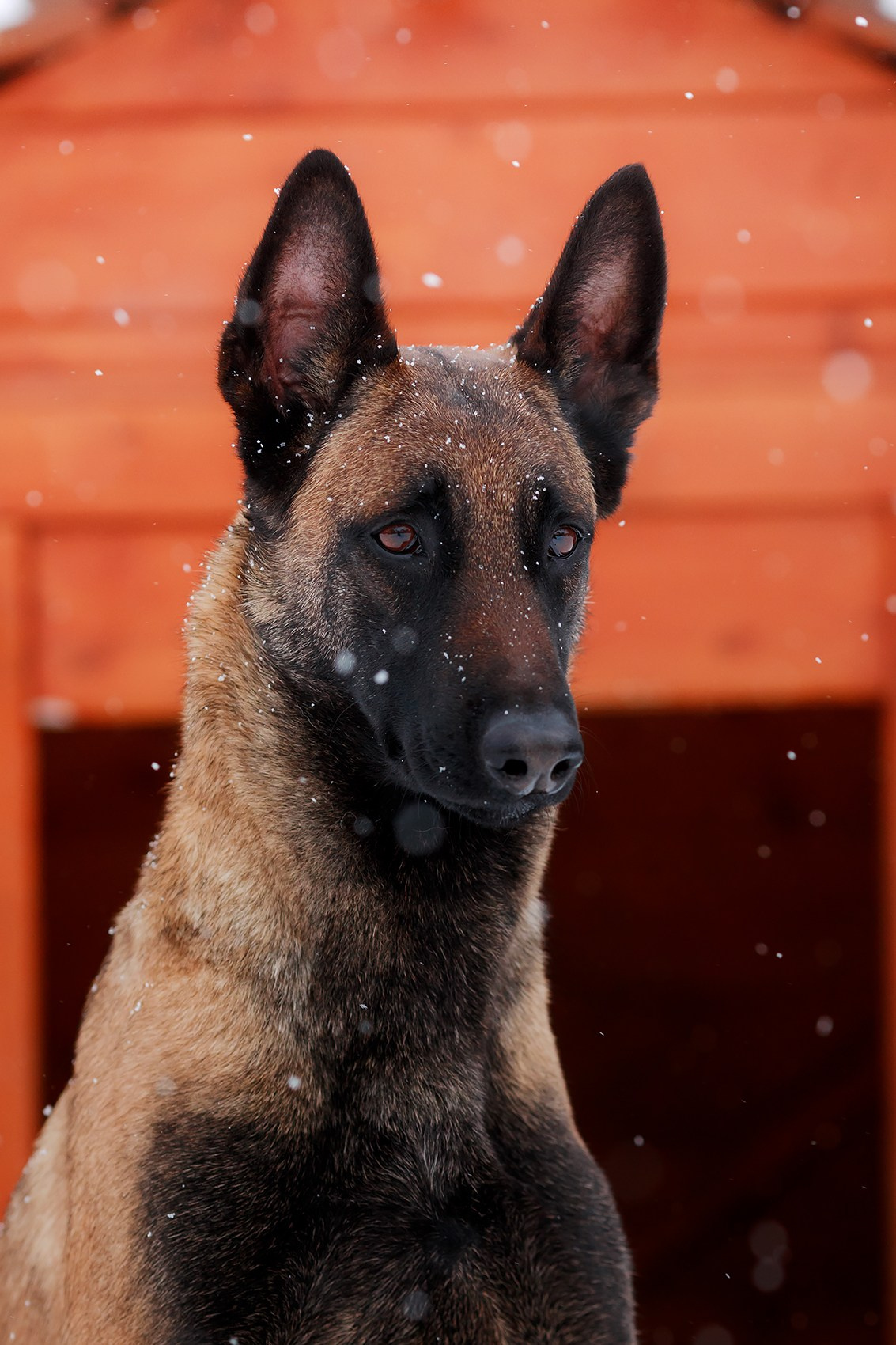 Зимние портреты. Фотограф-анималист Mary Mart — Москва, Питер
