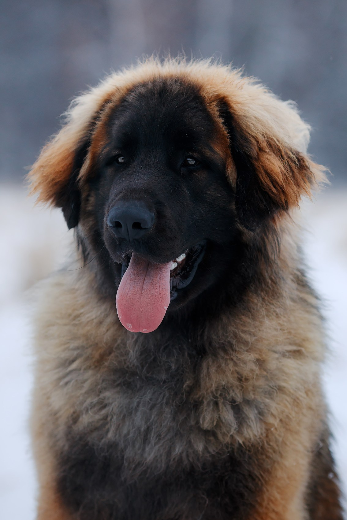 Леоненбергеры. Фотограф-анималист Mary Mart — Москва, Питер