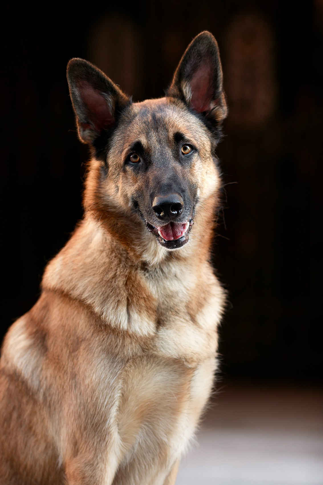 Алена, Кай и Мара. Фотограф-анималист Mary Mart — Москва, Питер