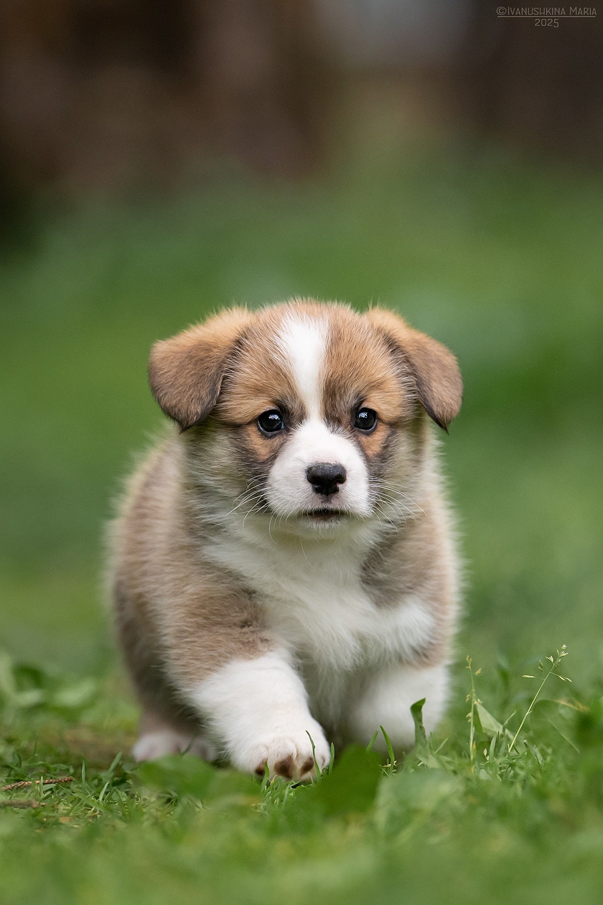 Фотосессия щенков на продажу. Фотограф собак в Москве и Московской области Иванушкина Мария