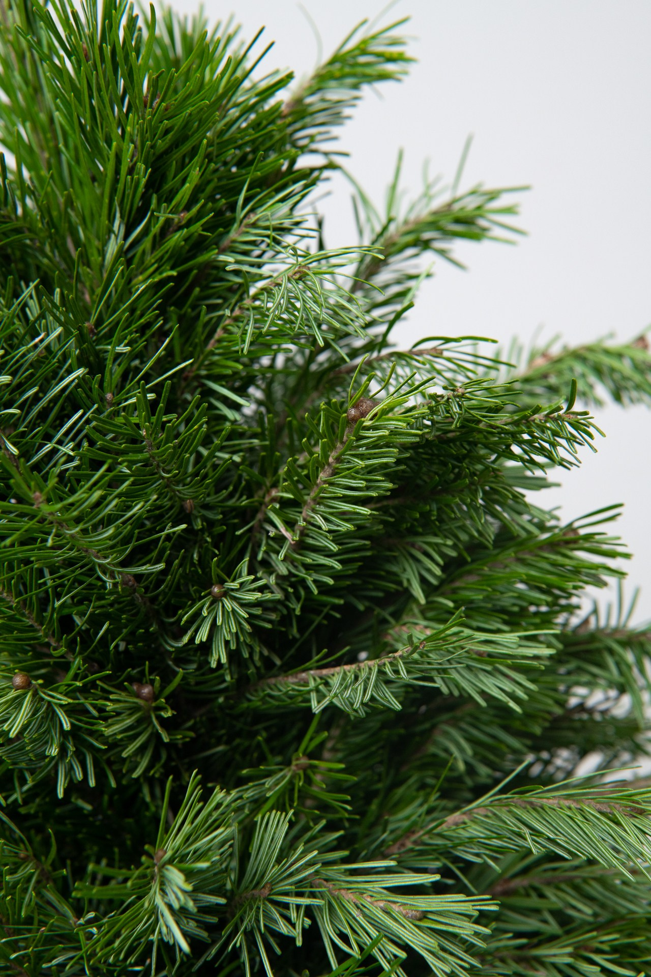 Предметная съемка елок. Фомина Елена Свадебный и семейный фотограф