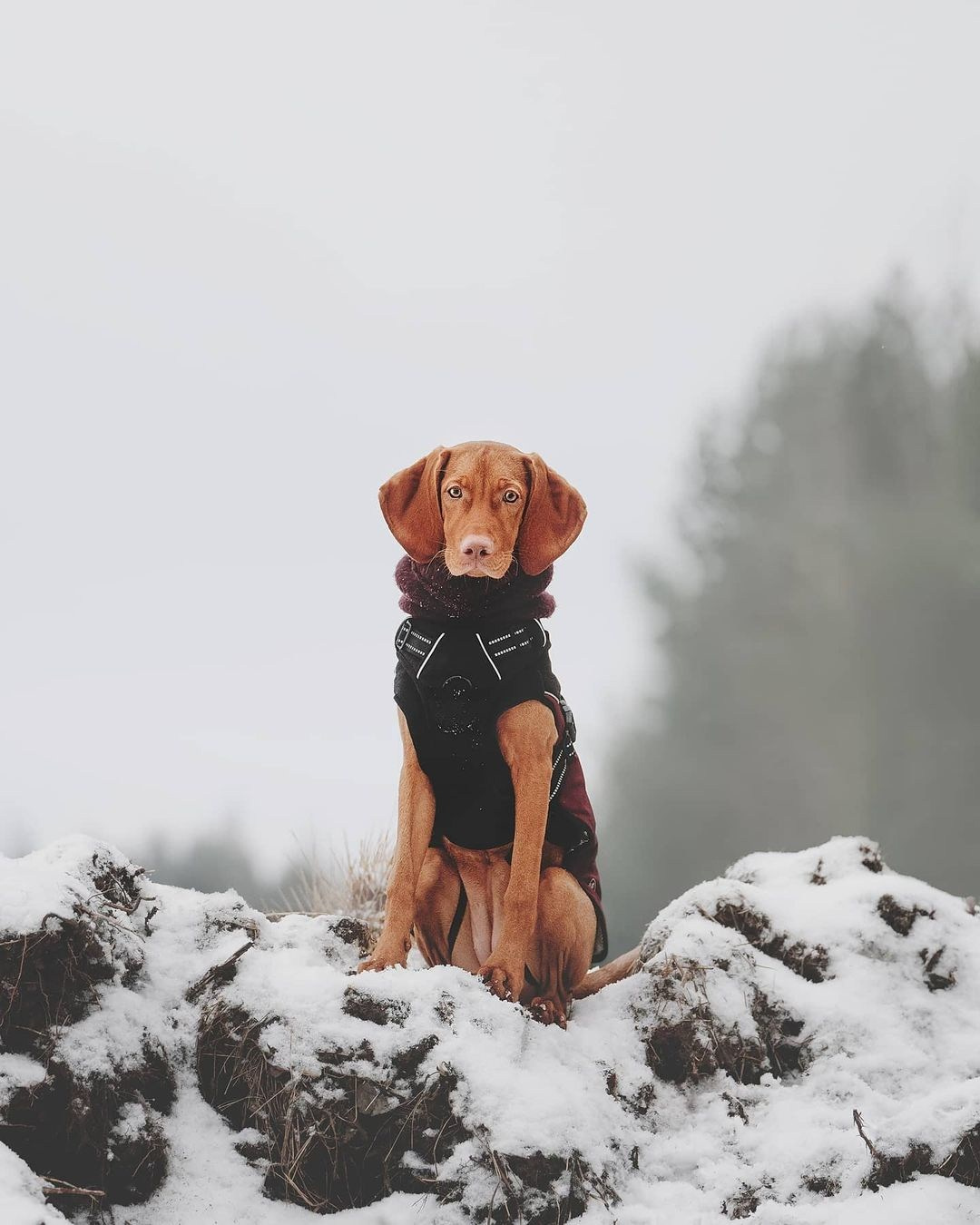 Трисс. Фотограф анималист Осипчикова Мария