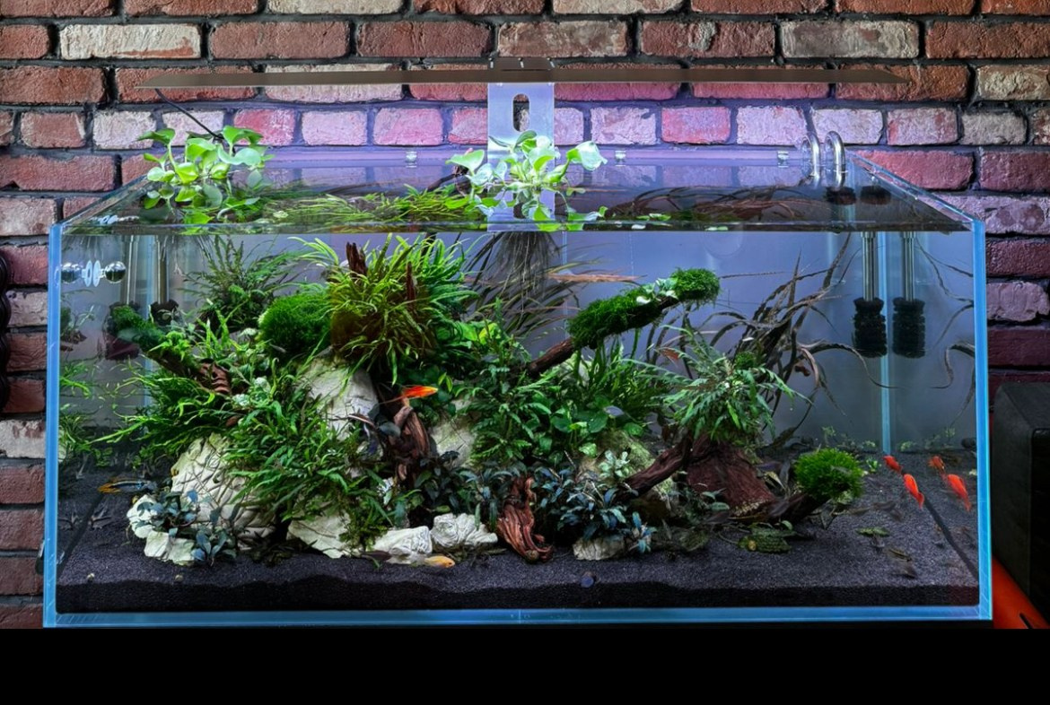 Портфолио пресноводных аквариумов. Максим Ерёмин. Home