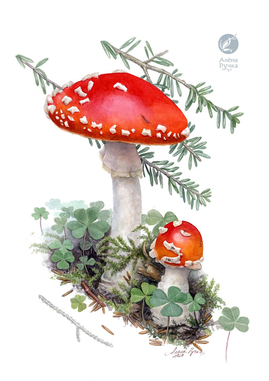 Мухомор красный, кислица обыкновенная, пихта Нордманна. 20х30 см, бумага, акварель. 