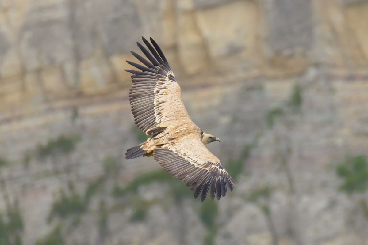 Птицы. Photomantis