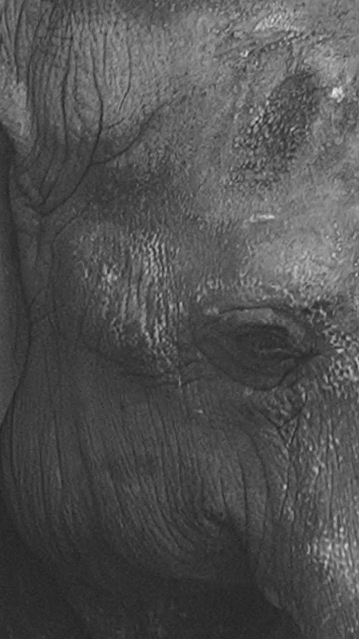 ПРЕГОЛЯ НЕ РЕКА. Художественная группа «Нежные Бабы»