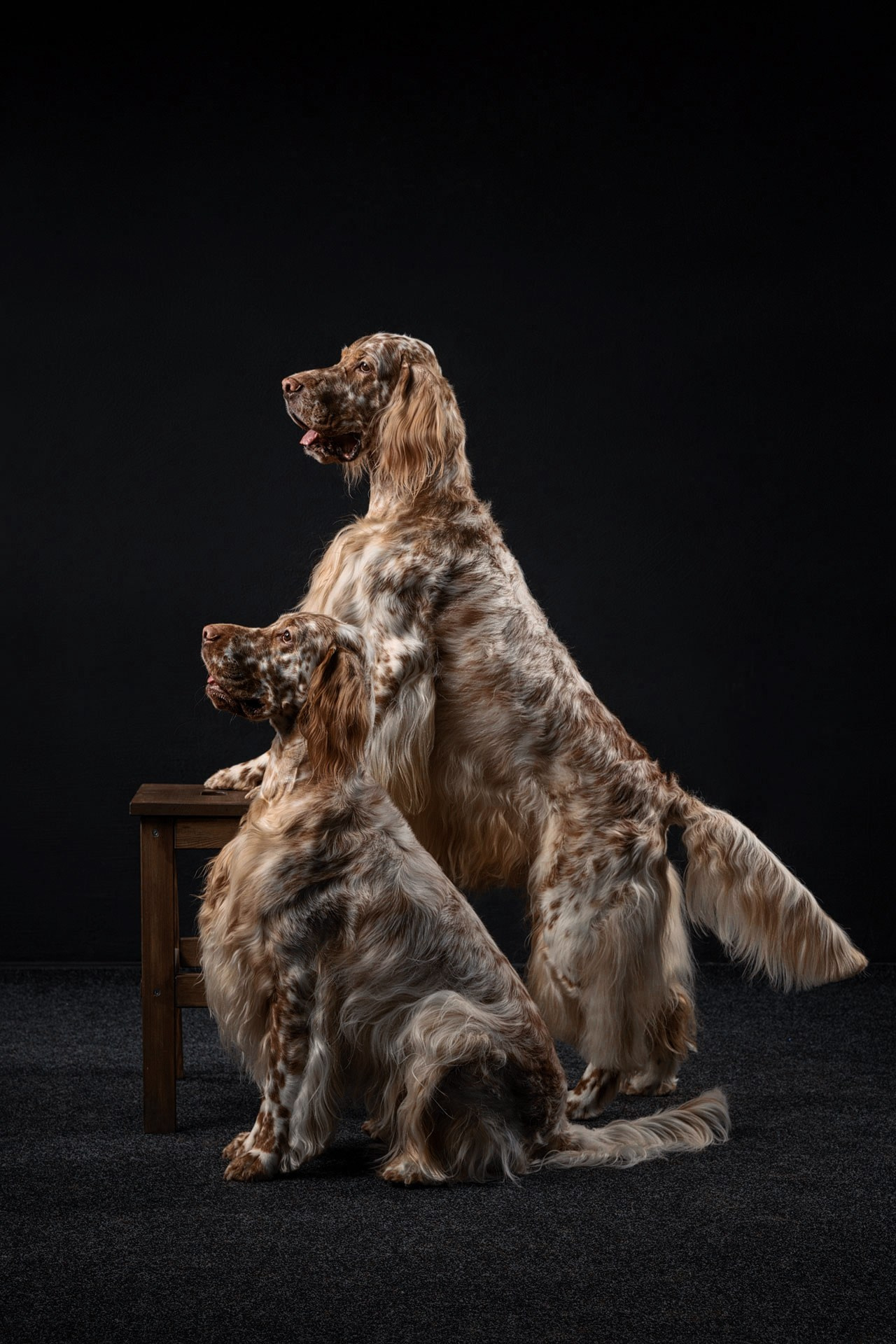 Фотографии собак и щенят. Фотограф Ирина Бобрешова. Коряжма